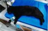 Syracuse man charged after brutal attack on cat