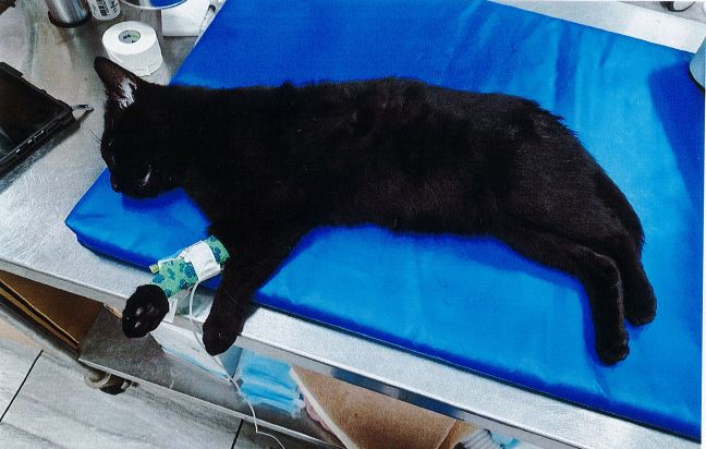 Syracuse Man Charged After Brutal Attack on Cat