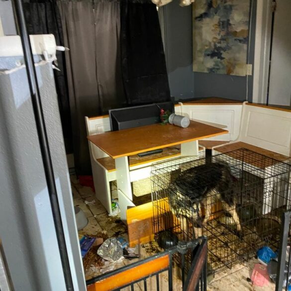 Multiple dogs rescued from deplorable conditions in citrus county - photo licensed by shore news network.