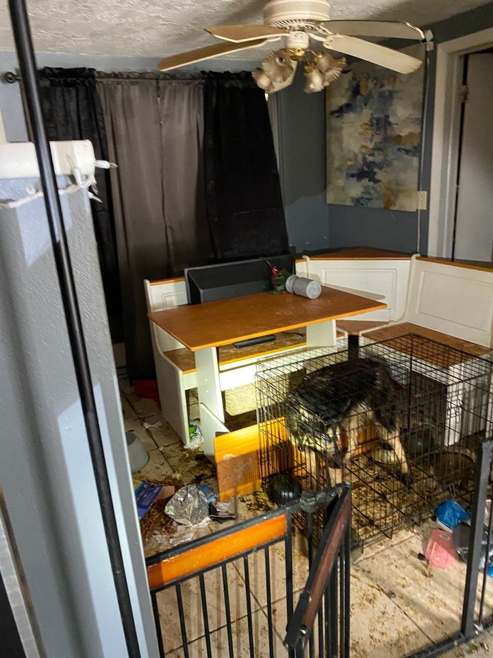Multiple Dogs Rescued from Deplorable Conditions in Citrus County