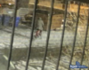 Boston police seek dreadlocked vehicle burglar