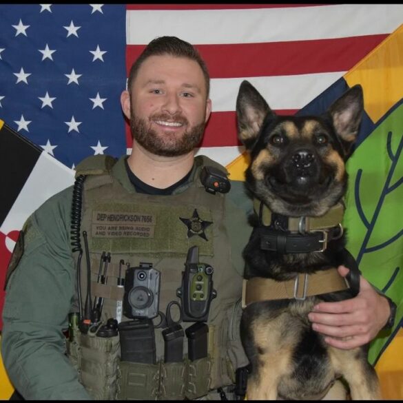 Calvert county sheriff's office introduces new k-9 team member, 'atlas' - photo licensed by shore news network.