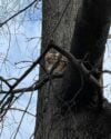 Cherry hill firefighters rescue cat stuck in tree Cherry hill firefighters rescue cat stuck in tree