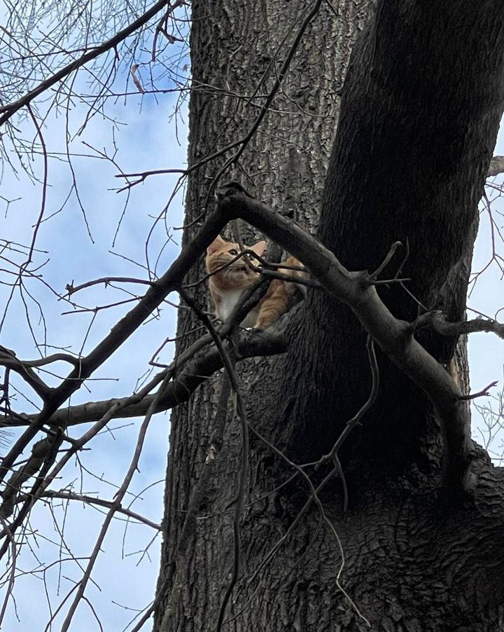 Cherry Hill Firefighters Rescue Cat Stuck in Tree