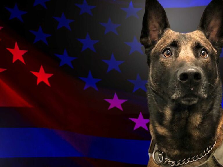 Baltimore county police department announces passing of beloved k9 chief - photo licensed by shore news network.