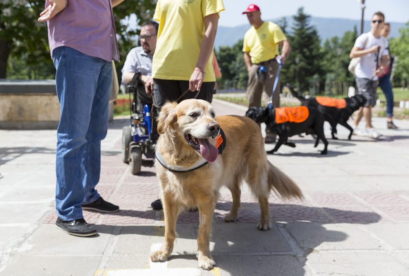 This Law Would Force New Jersey Businesses to Provide Service Animal Training to Employees