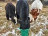 Bulls rescued from convicted dog killer, illegal slaughterhouse operator rescued