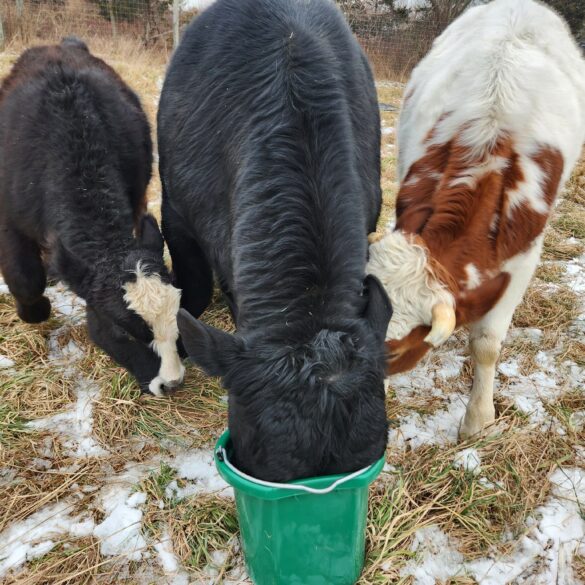 Bulls rescued from convicted dog killer, illegal slaughterhouse operator rescued - photo licensed by shore news network.
