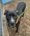 Citrus county residence raid leads to arrests in animal cruelty case