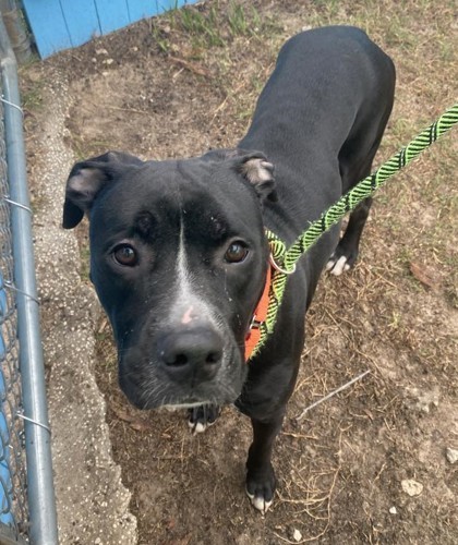 Citrus County Residence Raid Leads to Arrests in Animal Cruelty Case