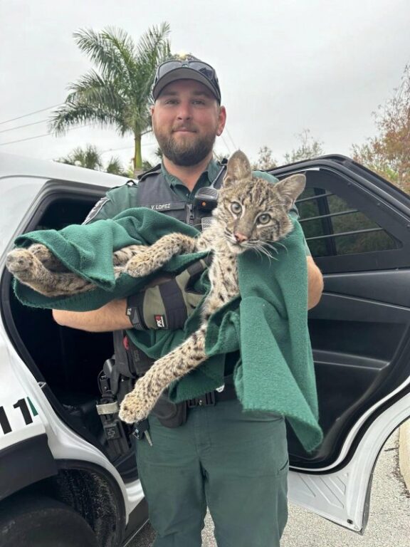 Florida Deputy Rescues Injured Bobcat