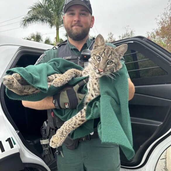 Florida deputy rescues injured bobcat - photo licensed by shore news network.