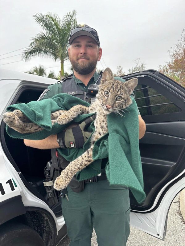 Florida Deputy Rescues Injured Bobcat