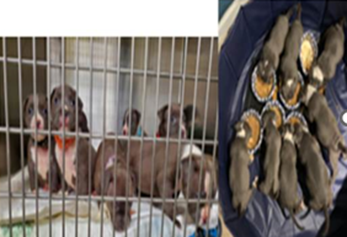 Seven Puppies Found, One Still Missing in D.C.