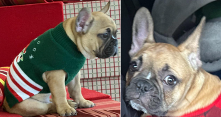 Adorable 10-Week-Old French Bulldog Puppy Stolen in D.C. Heist