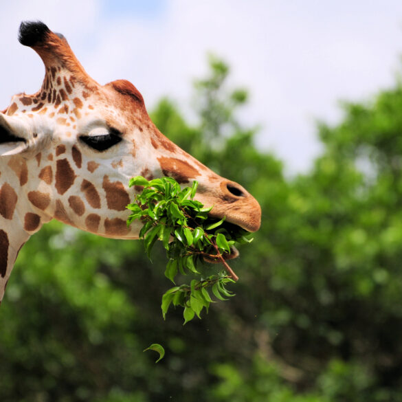 Seneca park zoo celebrates birth of second giraffe calf named pippi - photo licensed by shore news network.