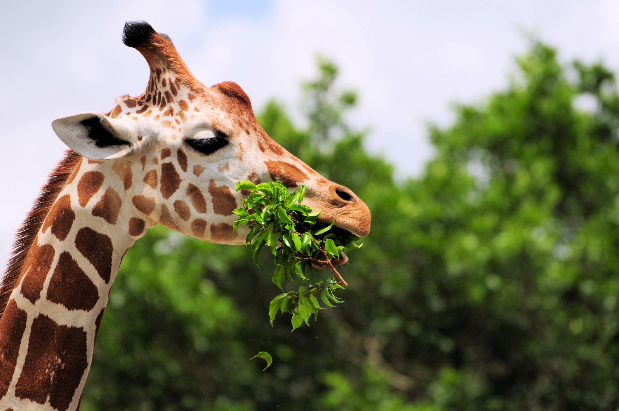 Seneca Park Zoo Celebrates Birth of Second Giraffe Calf Named Pippi