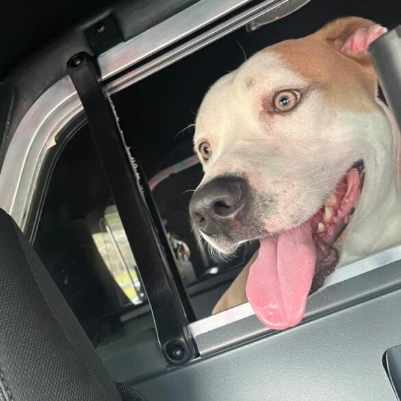 Ocean city police seek assistance in locating missing dog - photo licensed by shore news network.