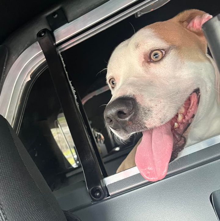 Ocean City Police Seek Assistance in Locating Missing Dog