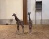 New york zoo welcomes second giraffe calf in a week