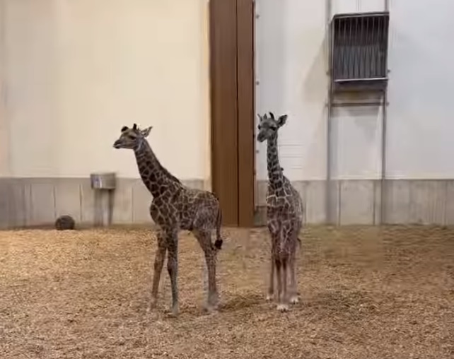 New York Zoo Welcomes Second Giraffe Calf in a Week