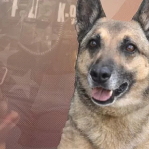 Richmond police department mourns the loss of retired k-9 sara - photo licensed by shore news network.