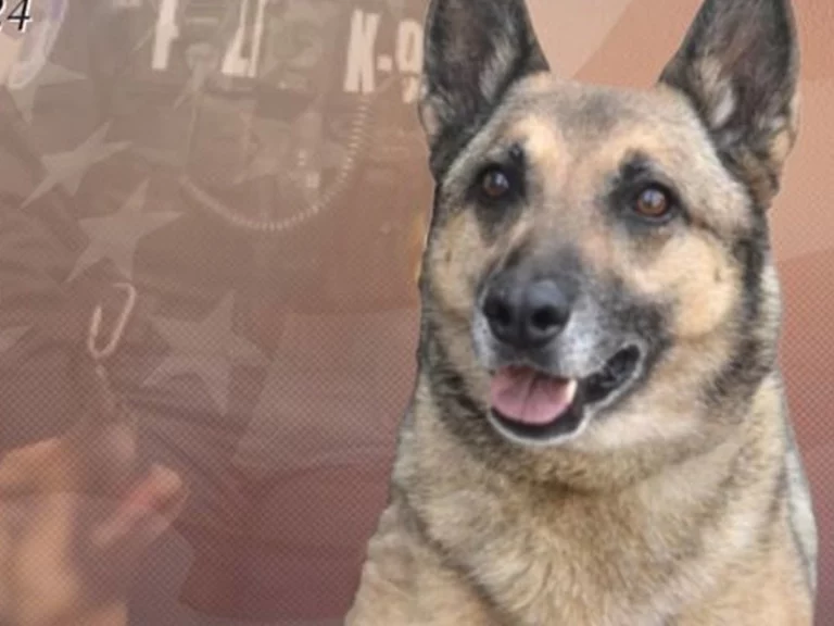 Richmond police department mourns the loss of retired k-9 sara - photo licensed by shore news network.
