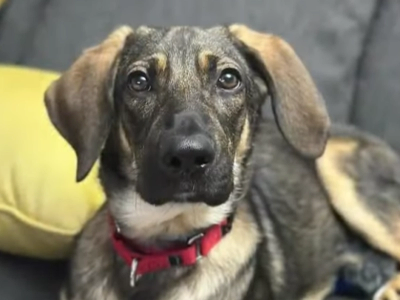 $2000 Reward Offered for Lost Puppy in North Jersey