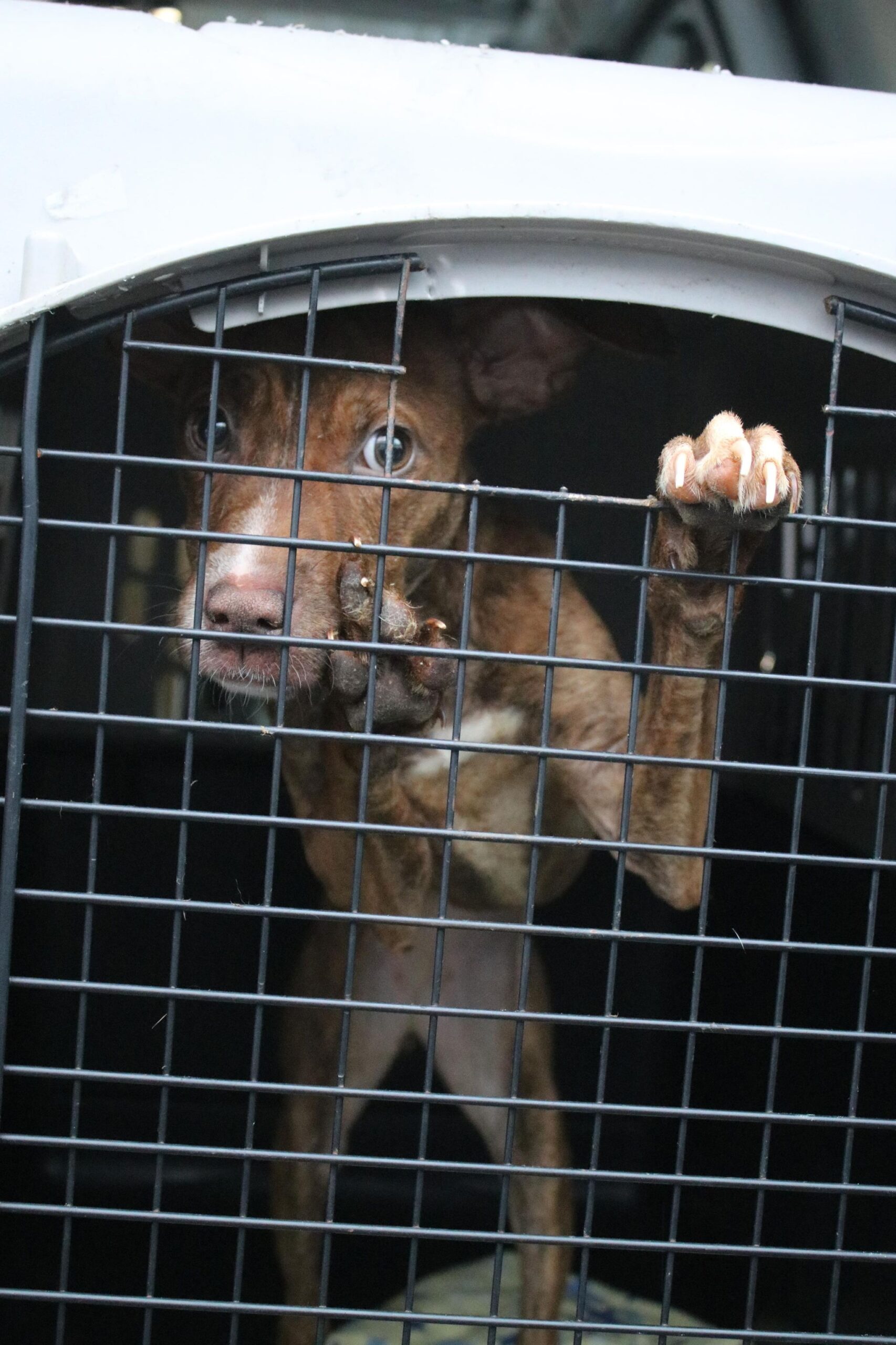 Over a Dozen Animals on Death's Doorstep Recovering after Gruesome Find in Newark