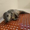 Rescue team saves young grey seal pup in point pleasant beach