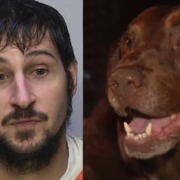Kidnapped elderly couple's chocolate lab helps find fugitive prison escapee - photo licensed by shore news network.