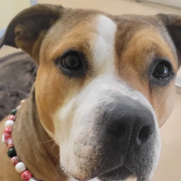 Toms river animal shelter is not closing, extending hours, eliminating adoption fees - photo licensed by shore news network.