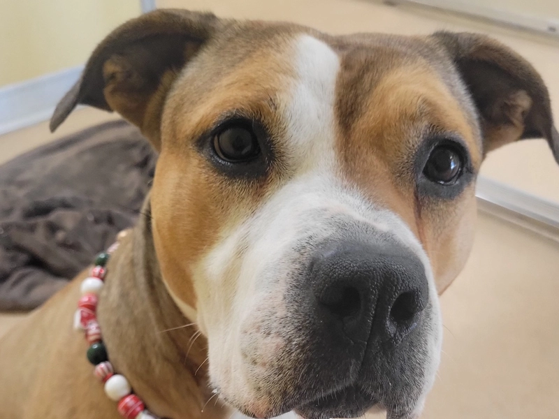 Toms River Animal Shelter is Not Closing, Extending Hours, Eliminating Adoption Fees