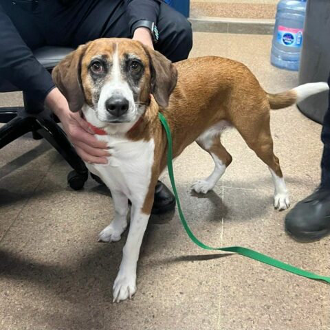 Yonkers police department finds lost dog, seeks owner - photo licensed by shore news network.