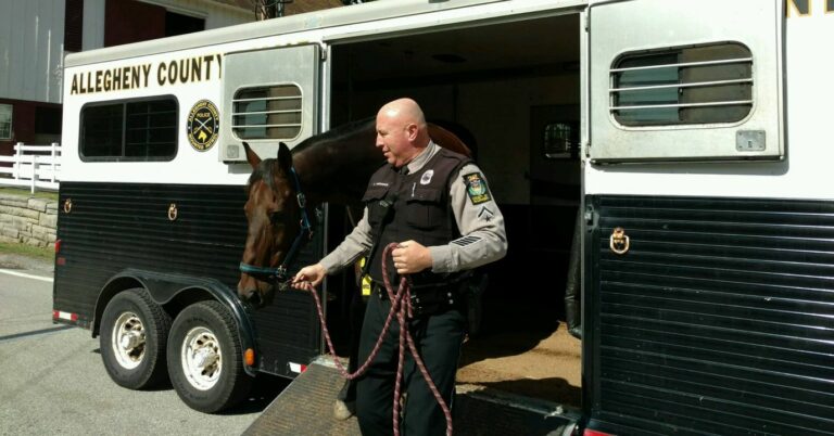 Allegheny county police department mourns the loss of retired police horse king - photo licensed by shore news network.