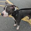 Lost dog found rescued by east brunswick police officers