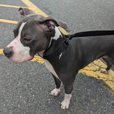 Lost dog found rescued by east brunswick police officers - photo licensed by shore news network.