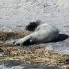 Malnourished seal pup rescued on the beach at the jersey shore
