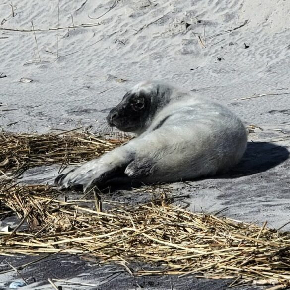 Malnourished seal pup rescued on the beach at the jersey shore - photo licensed by shore news network.