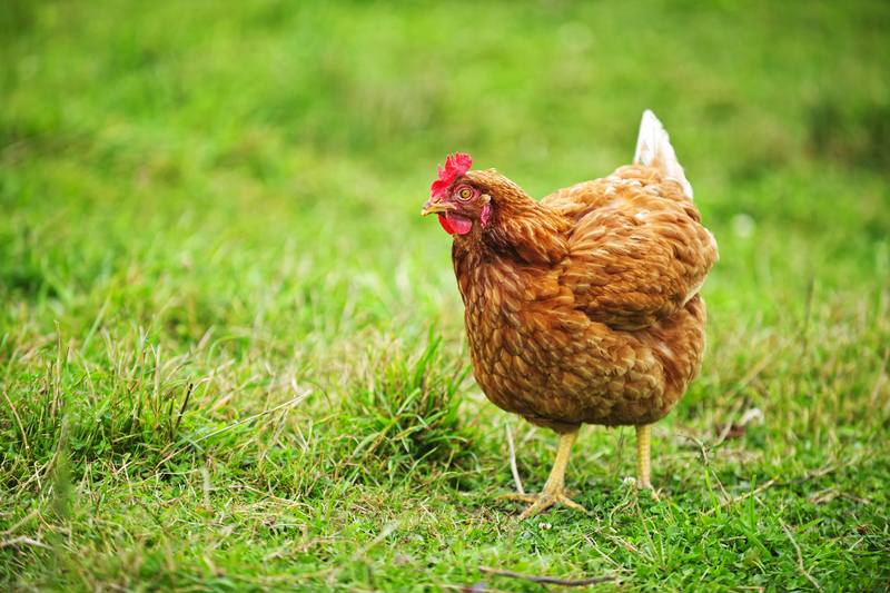 6 Chickens Dead as Heating Lamp Sparks Fire in Toms River Coup