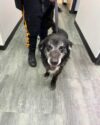 Police hoping to reunite lost dog with family Police hoping to reunite lost dog with family