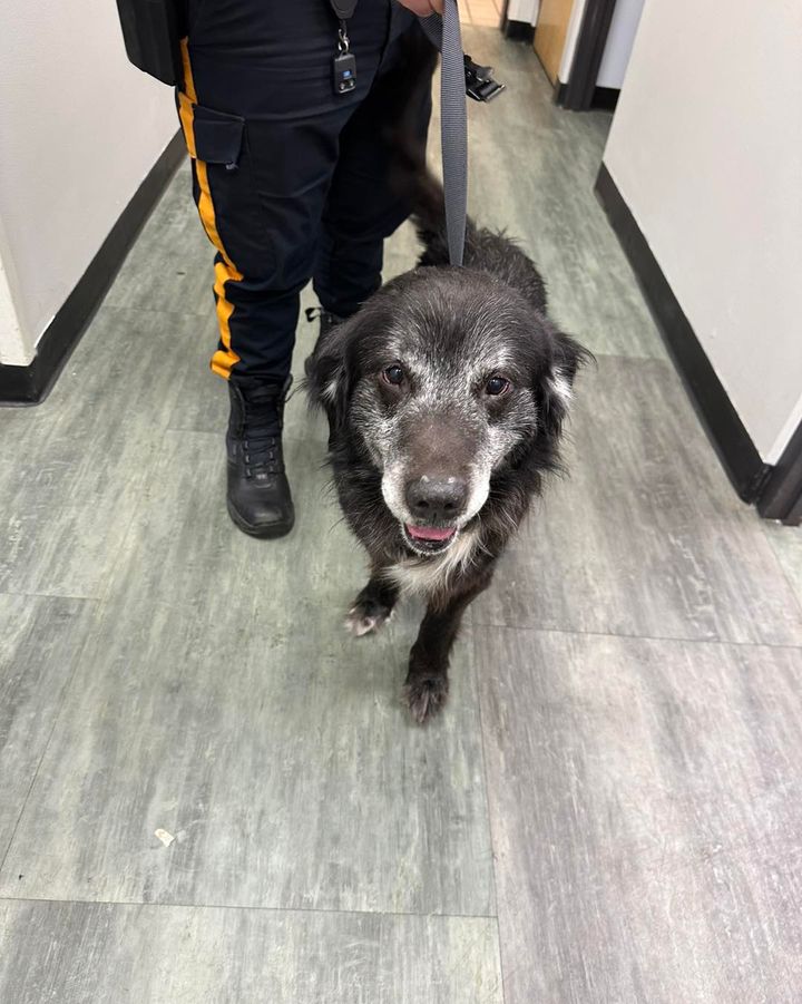 Police Hoping to Reunite Lost Dog With Family