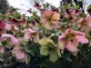 These amazing flowers actually bloom in the winter in new jersey
