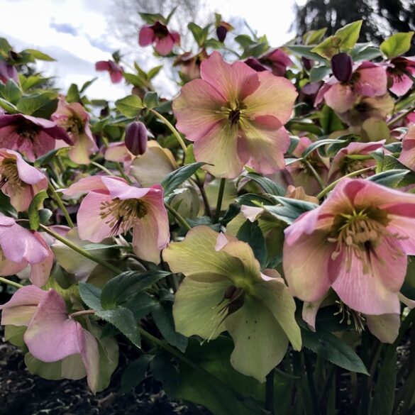 These amazing flowers actually bloom in the winter in new jersey - photo licensed by shore news network.