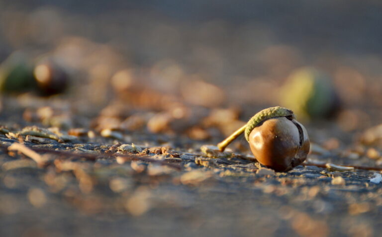 Cop who shot at handcuffed man over 'acorn drop' resigns from force - photo licensed by shore news network.