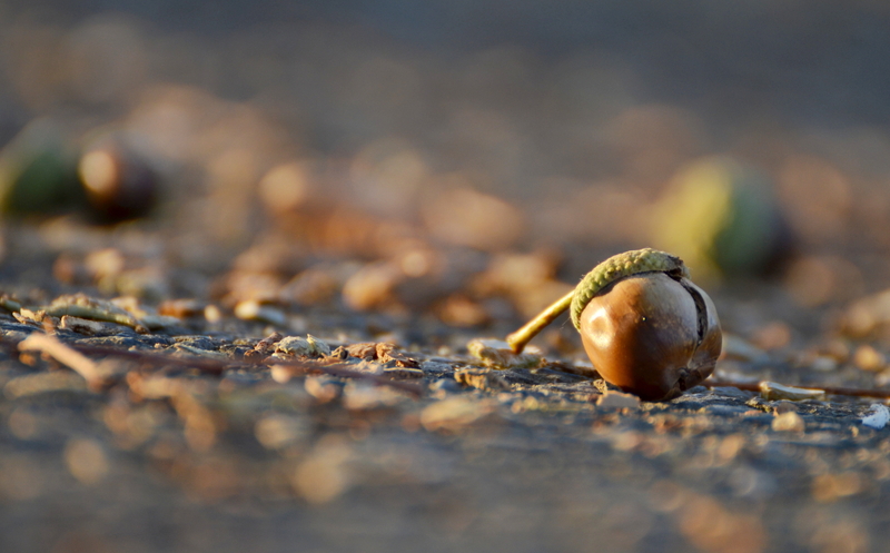 Cop Who Shot at Handcuffed Man Over 'Acorn Drop' Resigns from Force
