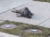 Seal pup rescued after wandering the streets at the jersey shore