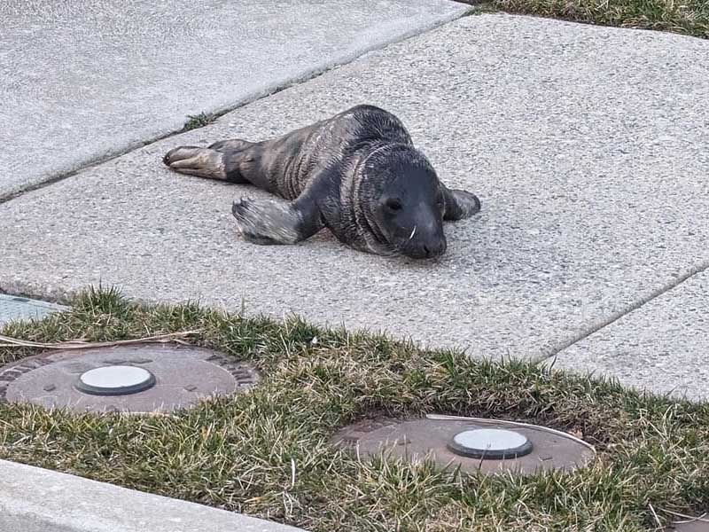 Seal Pup Rescued After Wandering the Streets at the Jersey Shore