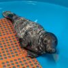 Valentine's day rescue: injured seal pup rescued in sea isle city