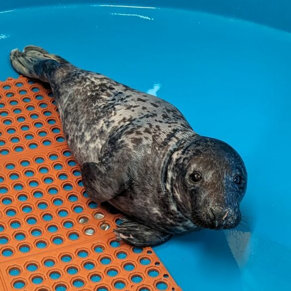 Valentine's day rescue: injured seal pup rescued in sea isle city - photo licensed by shore news network.